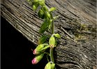 082 Foxglove